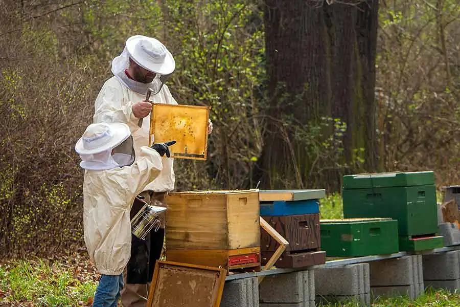 What is b roll-Unscripted-beekeepers inspect hives