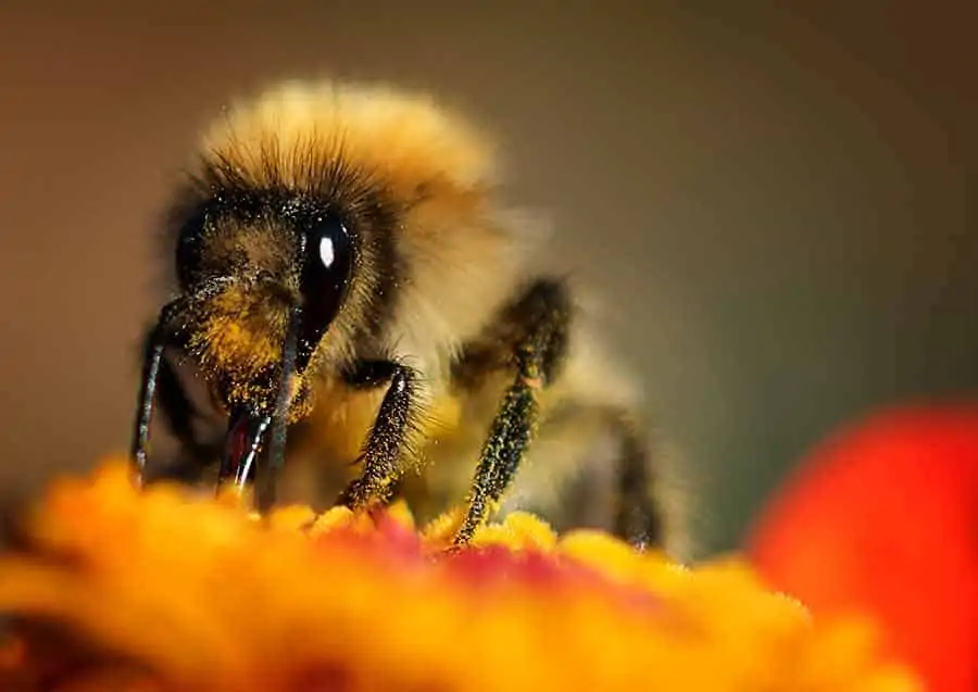 We see a bee on a flower collecting pollen. The bee's head, front leg, and antennae appear in focus but everything in front and behind is blurred because of the very shallow depth of field.  