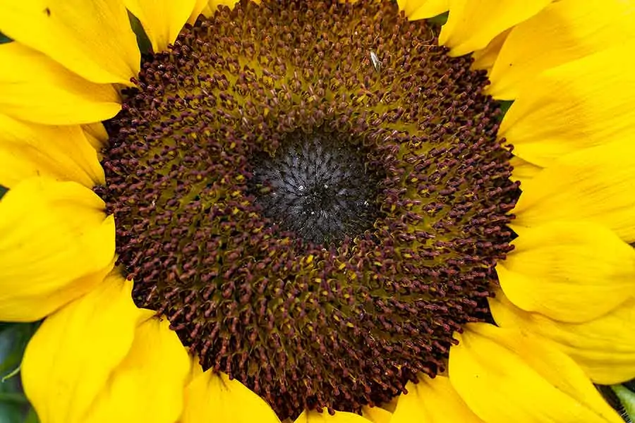 Small-Sunflower-150mm-with-54mm-extension-tunes