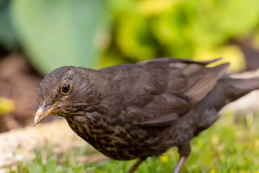 Blackbird showing shallow depth of field