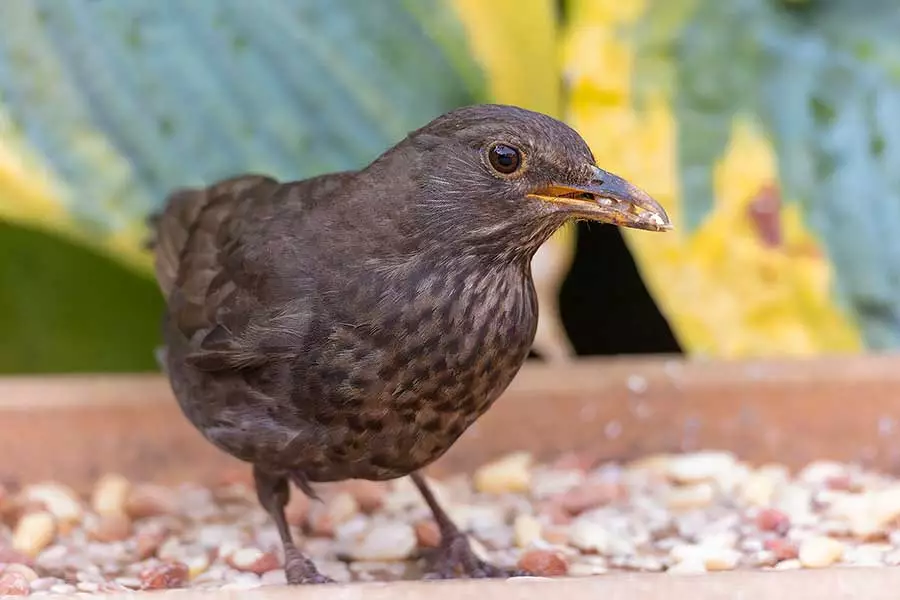 Another Blackbird showing shallow depth of field