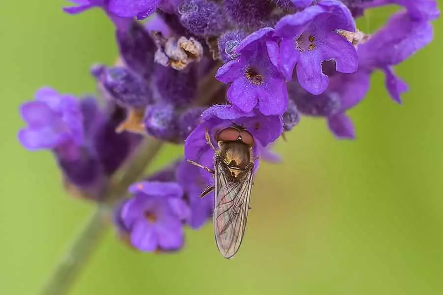 Fly macro