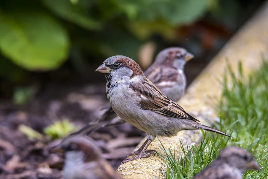 More Telephoto Lens Magnification with Macro Extension Tubes DIY