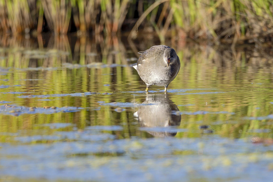 Moorhen with extension tubes