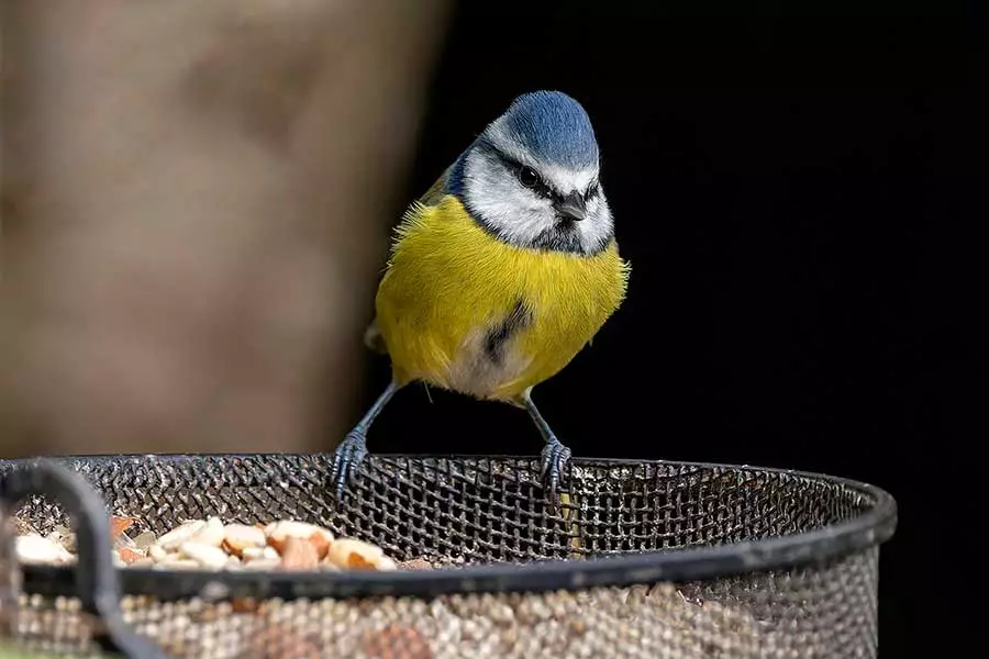 A Blue Tit taken with a good lens for backyard bird photography