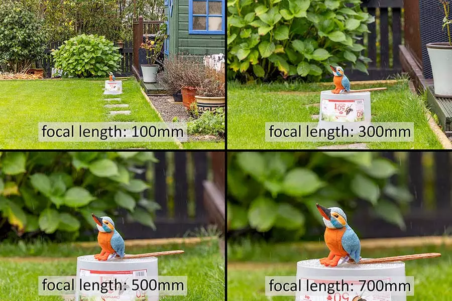 The size change of a backyard bird with changing focal length, from 100mm to 700mm