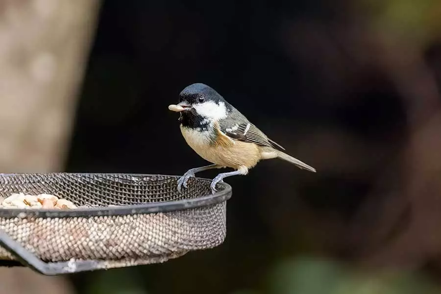 Image of a Coal Tit taken from a distance of 14ft using a focal length of 500mm f/10 showing you can blur the background even when the lens is set to a small aperture (high f-number)