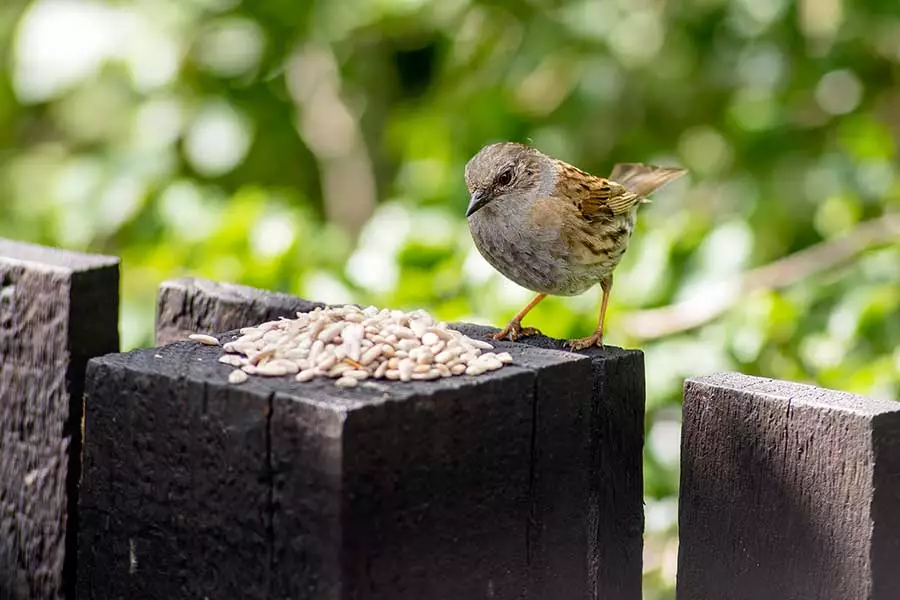 Image of Dunnock taken with a vintage Vivitar Series 1 70-210mm lens on a Canon EOS R6. FL 210mm f/5.6 ISO 1000 1/500 sec | Fully manual