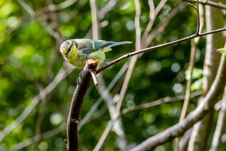 Image of a Juvenile Blue Tit taken using a Vivitar Series-1 70-210mm lens