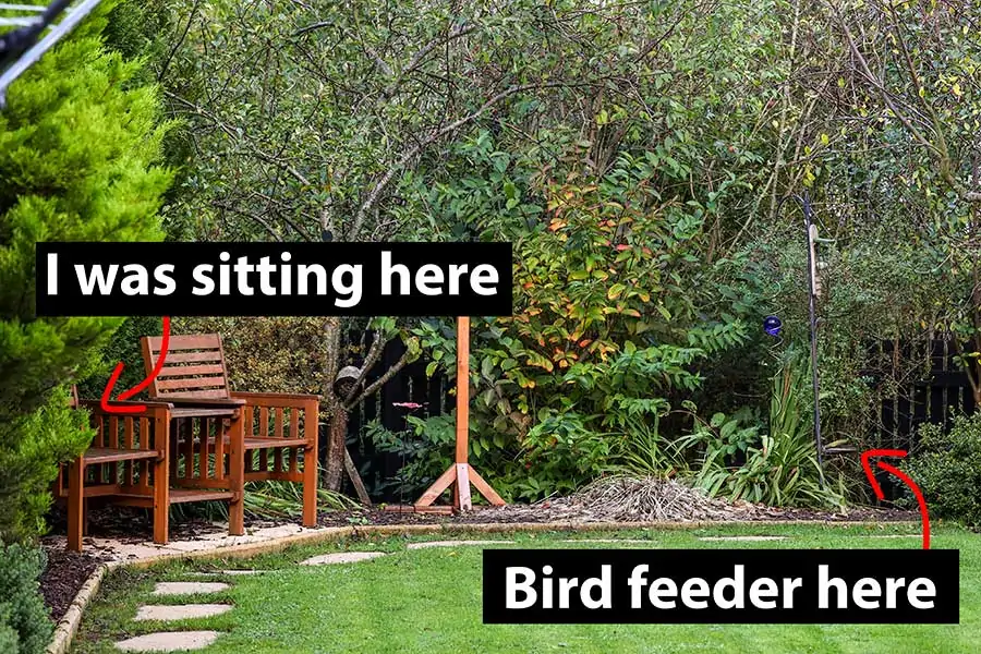 Position of camera and feeding station in backyard when photographing small birds