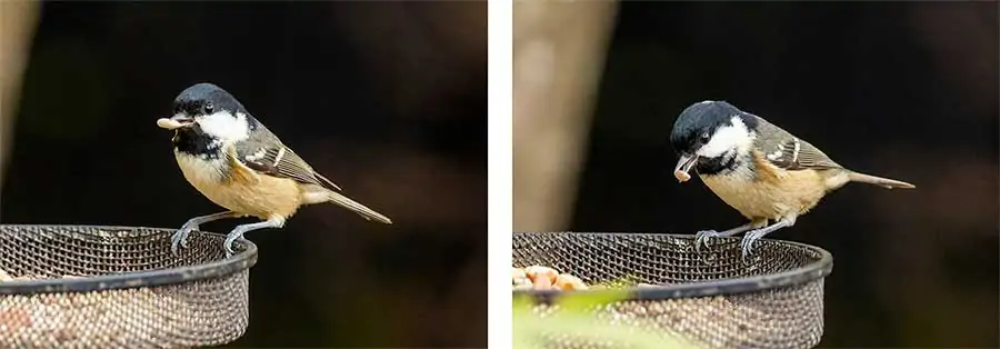 Bird-pose-with-and-without-engagement