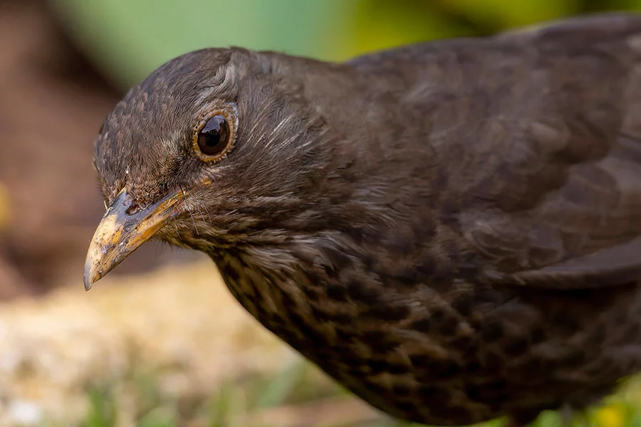 Catchlight in the eye of a blackbird