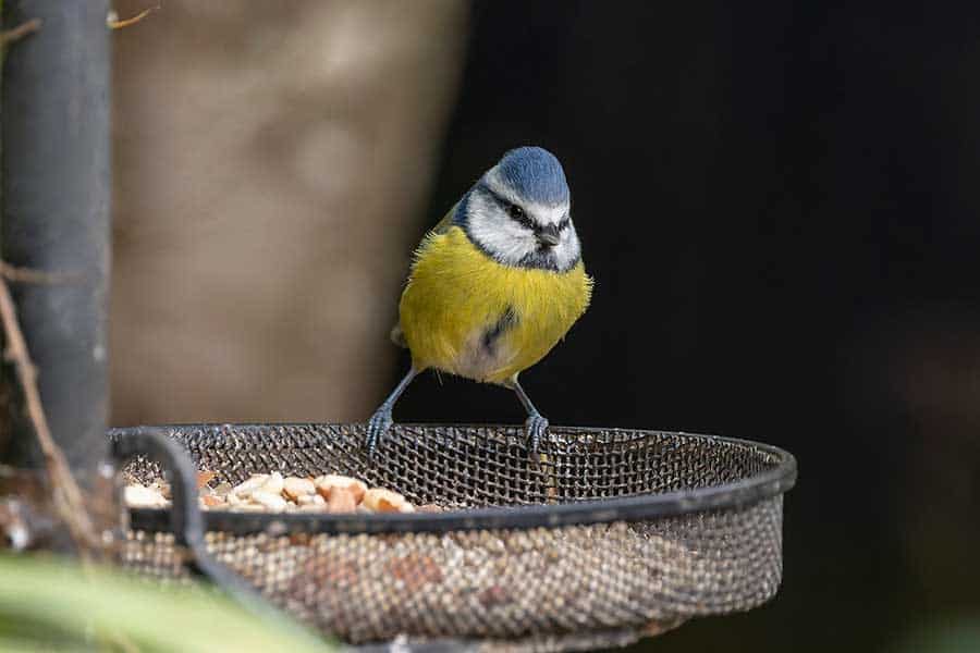Blue Tit at a feeding station with the background blurred