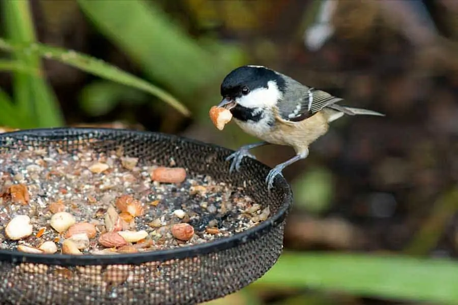 Coal Tit feeding on peanuts