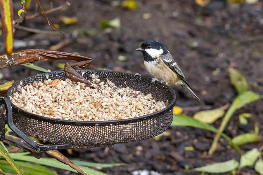 Coal Tit bird feeding on sunflower seed hearts