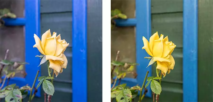 A rose bloom photographed using the AWB and Custom White Balanace settings on a Canon EOS camera