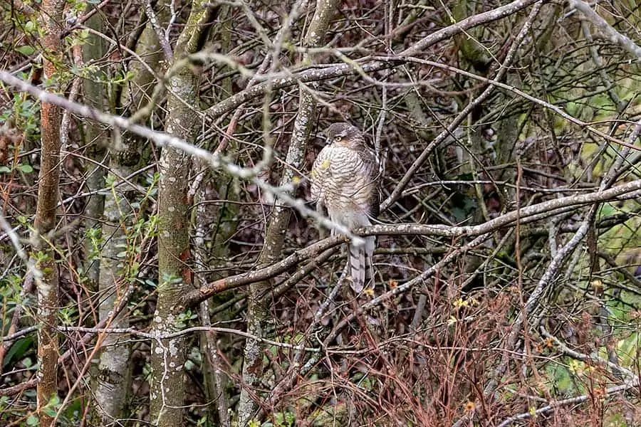 Image of Sparrow perched in tree in suburban backyard