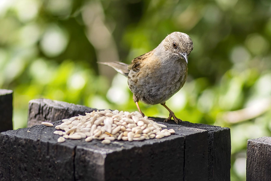 Dunnock taken with a Vintage Vivitar 70-210mm f3.5 lens on a Canon EOS R camera body