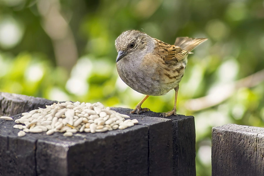 Dunnock taken with a Vintage Vivitar 70-210mm f3.5 lens on a Canon EOS R camera body