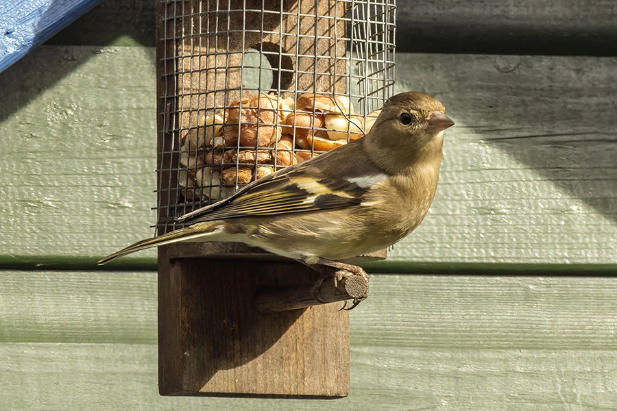 Chaffinch taken with a Vintage Vivitar 70-210mm f3.5 lens on a Canon EOS R camera body