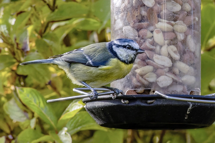 Blue Tit taken with a Vintage Vivitar 70-210mm f3.5 lens on a Canon EOS R camera body