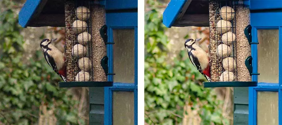 Woodpecker image before and after post processing