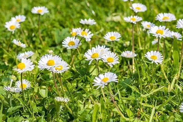 Daisies shot with an Olympus OM system Zuiko 50mm f1.4 lens on a Canon EOS R6 camera