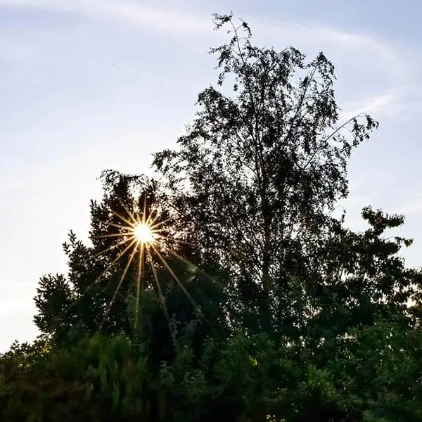 A sunburst seen through the leaves of a tree shot with at a focal length of 24mm and aperture of f/22