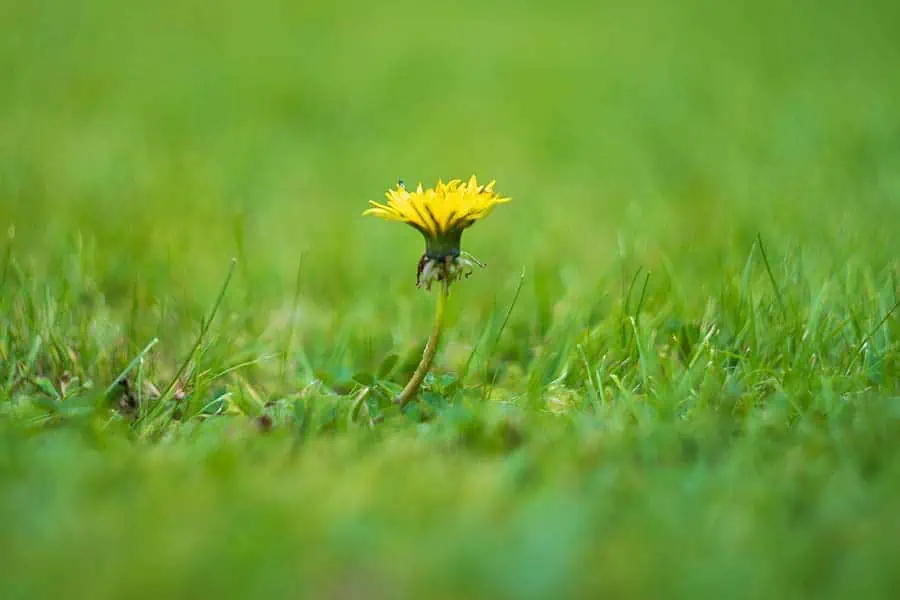 Image of a dandelion growing in a lawn taken with a Helios 44M vintage lens at maximum aperture and a distance of 60cm showing the flower in sharp focus and shallow depth of field