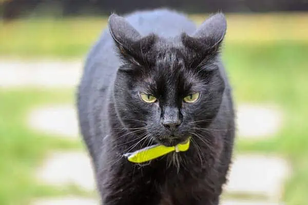 Using an ND Filter to get a shallow depth of field on a sunny day so that the cat's face is the only part of the image that is in focus